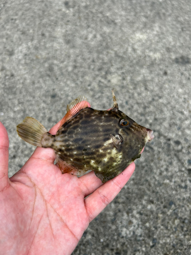 カワハギの釣果