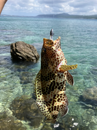 イシミーバイの釣果