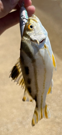 コトヒキの釣果