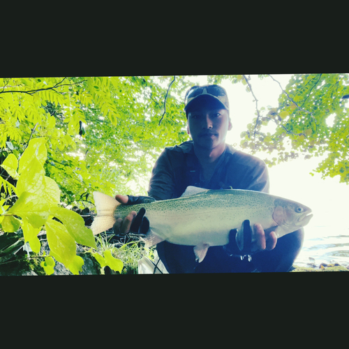 ニジマスの釣果