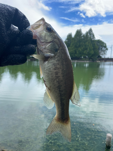 ラージマウスバスの釣果