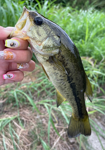 ブラックバスの釣果