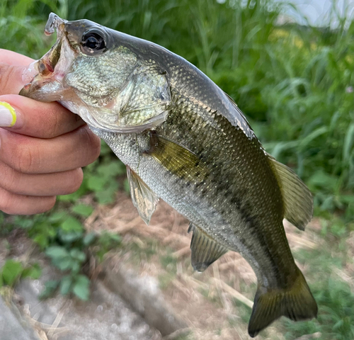 ブラックバスの釣果