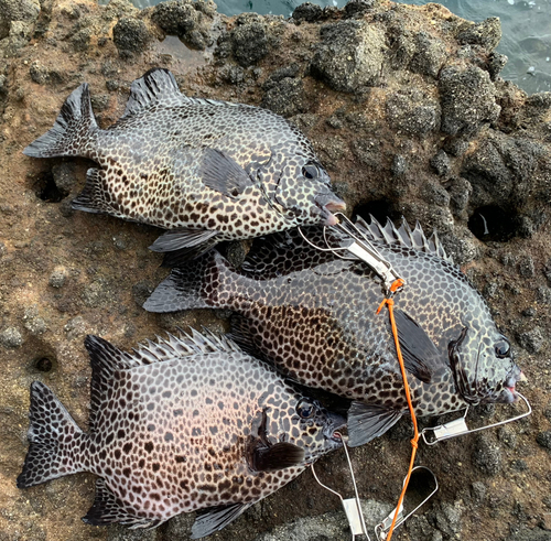 イシガキダイの釣果