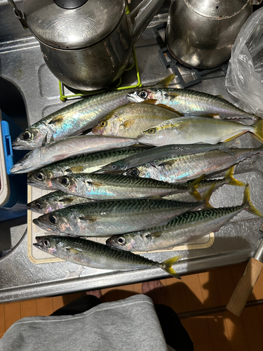 サバの釣果