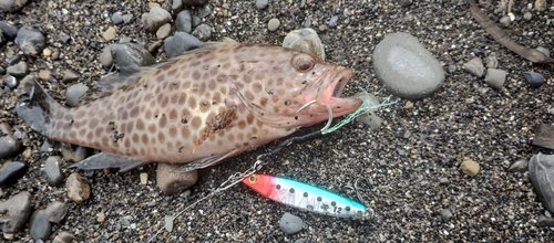 オオモンハタの釣果