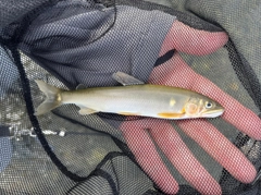 アユの釣果