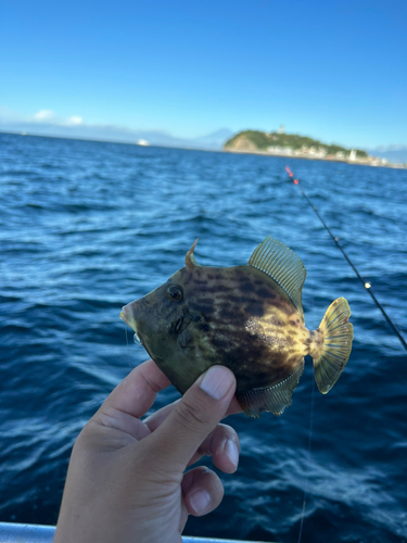 カワハギの釣果