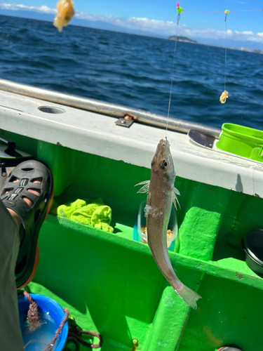 シロギスの釣果