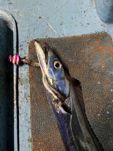 タチウオの釣果