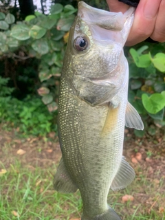 ラージマウスバスの釣果