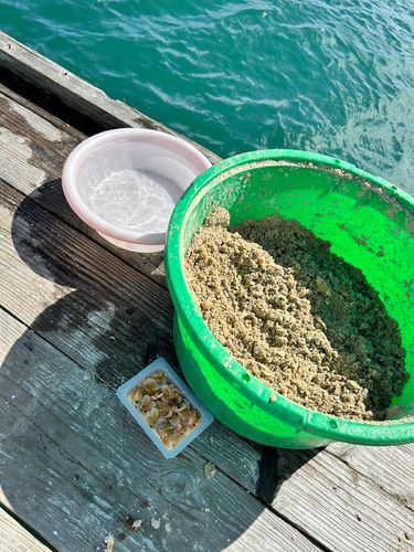 アイゴの釣果