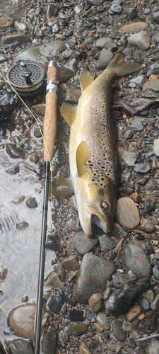 ブラウントラウトの釣果