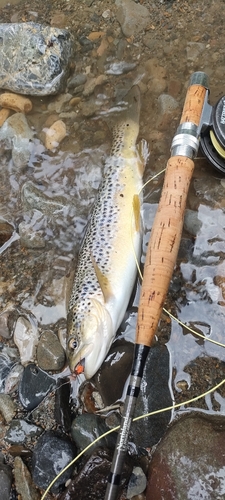 ブラウントラウトの釣果