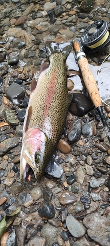 ニジマスの釣果