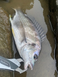 キビレの釣果