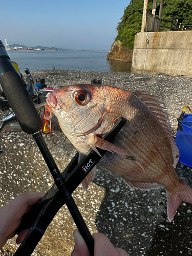 マダイの釣果