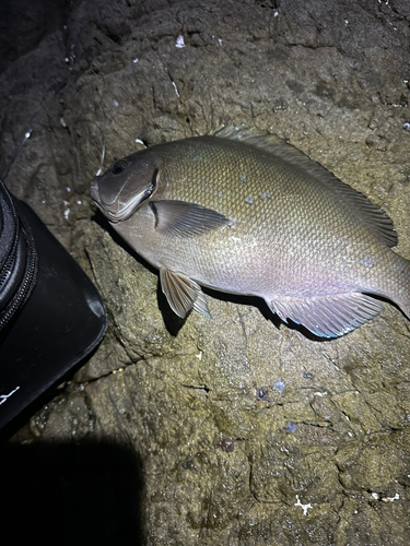 メジナの釣果