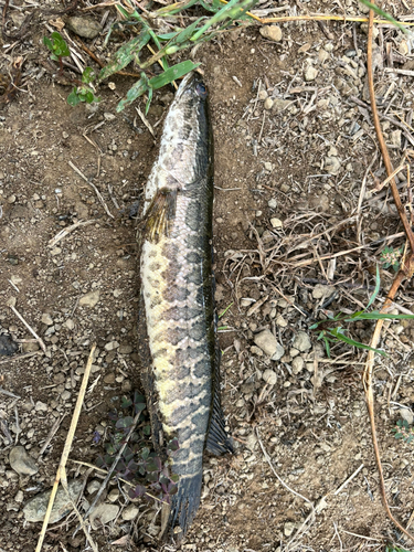 ライギョの釣果