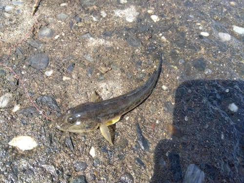 マハゼの釣果