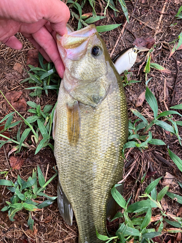 ラージマウスバスの釣果