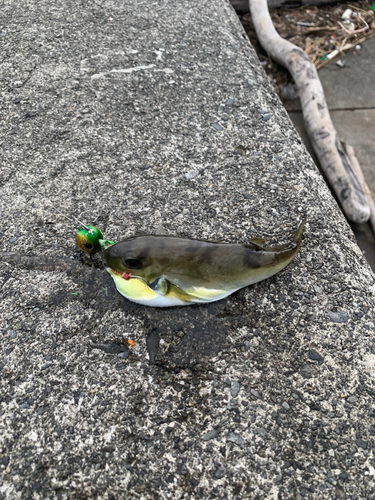 シロサバフグの釣果