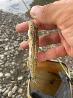 ハゼの釣果