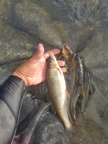 アユの釣果