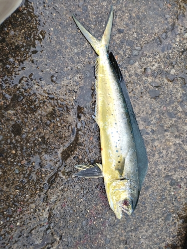 シイラの釣果