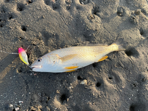 シログチの釣果