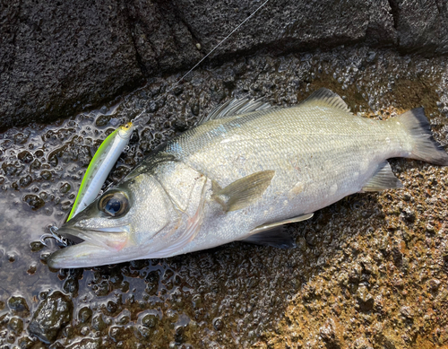 ヒラスズキの釣果