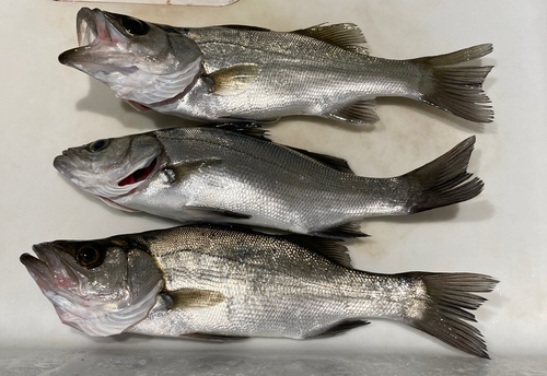 セイゴ（マルスズキ）の釣果