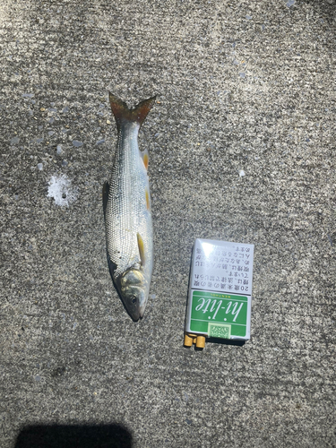 ウグイの釣果