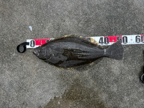 ヒラメの釣果