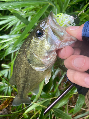 ブラックバスの釣果