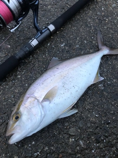 ショゴの釣果