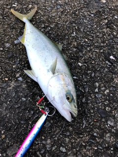 イナダの釣果