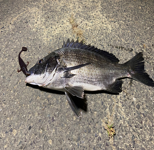 クロダイの釣果