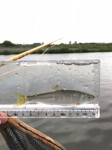 オイカワの釣果
