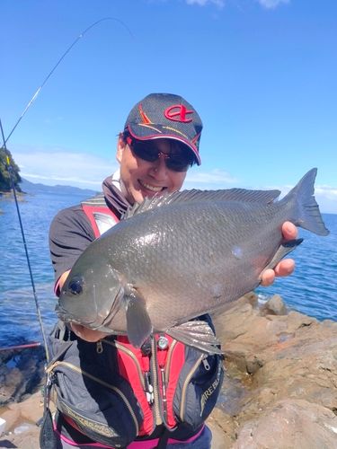 メジナの釣果