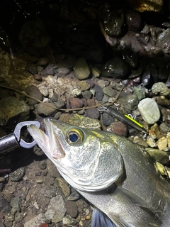 ヒラスズキの釣果