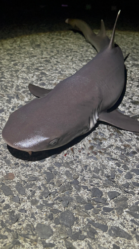 ネムリブカの釣果