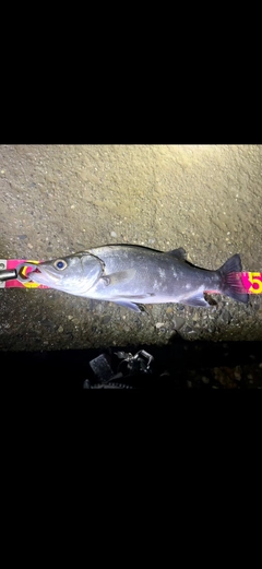 ヒラスズキの釣果