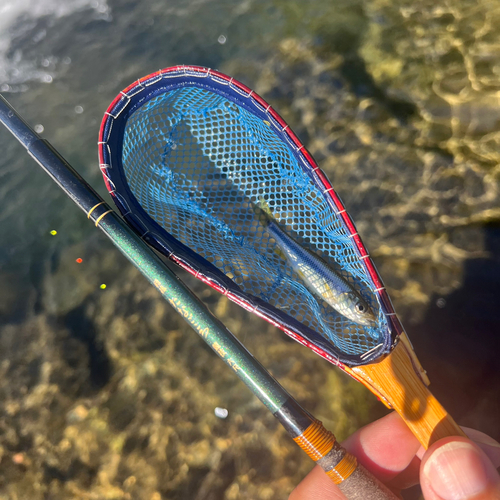 カワムツの釣果