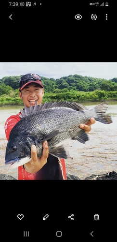 クロダイの釣果