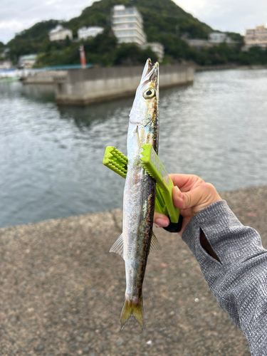 カマスの釣果