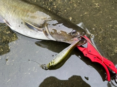 ナマズの釣果