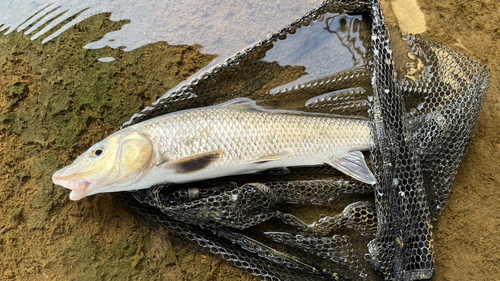 ニゴイの釣果