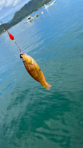 ベラの釣果