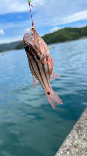 オオスジイシモチの釣果